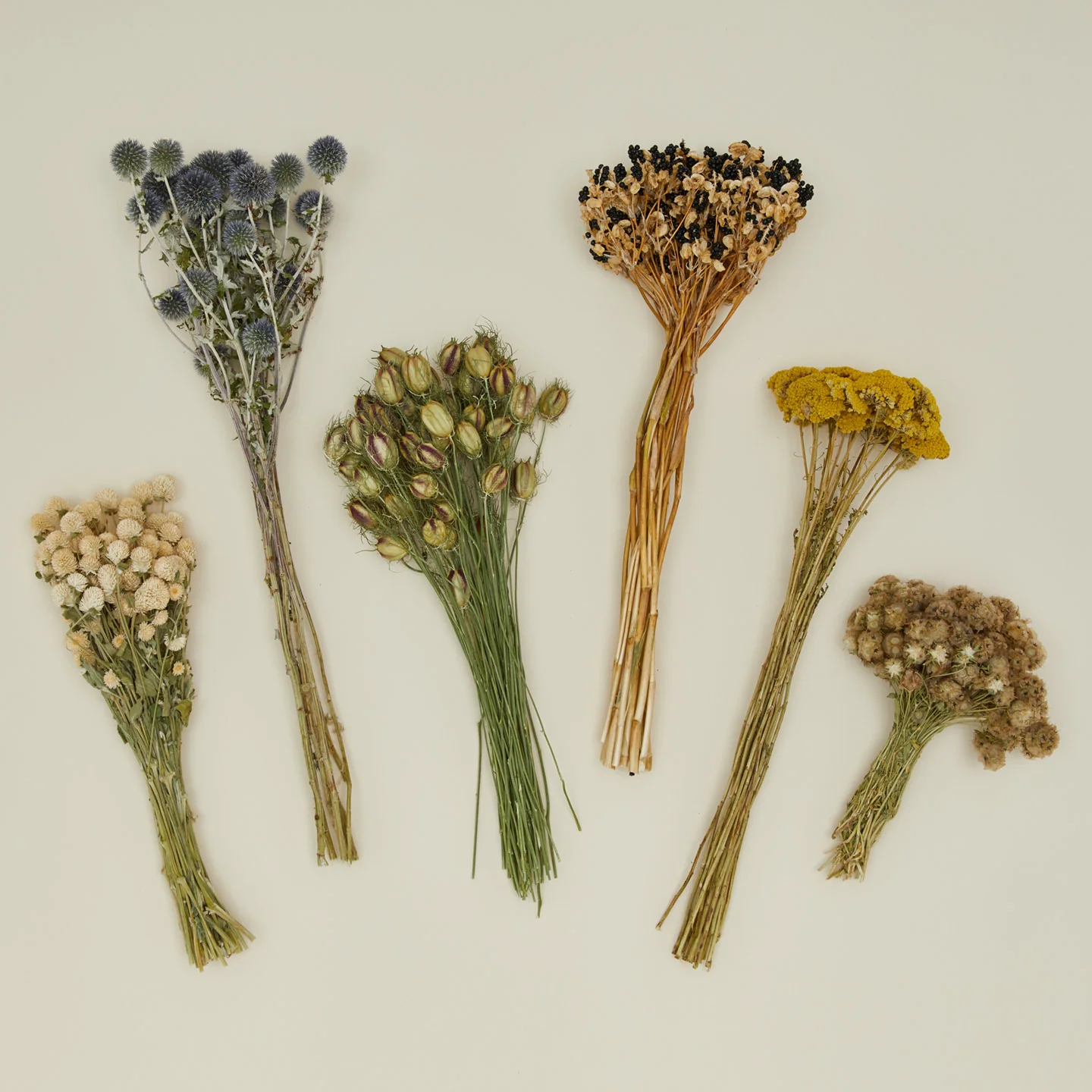 Dried Amaranth - Image 4