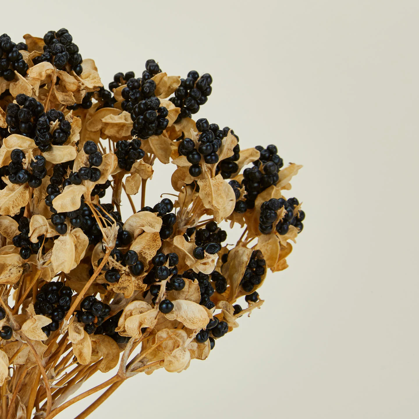 Dried Blackberry Lilies - Image 3