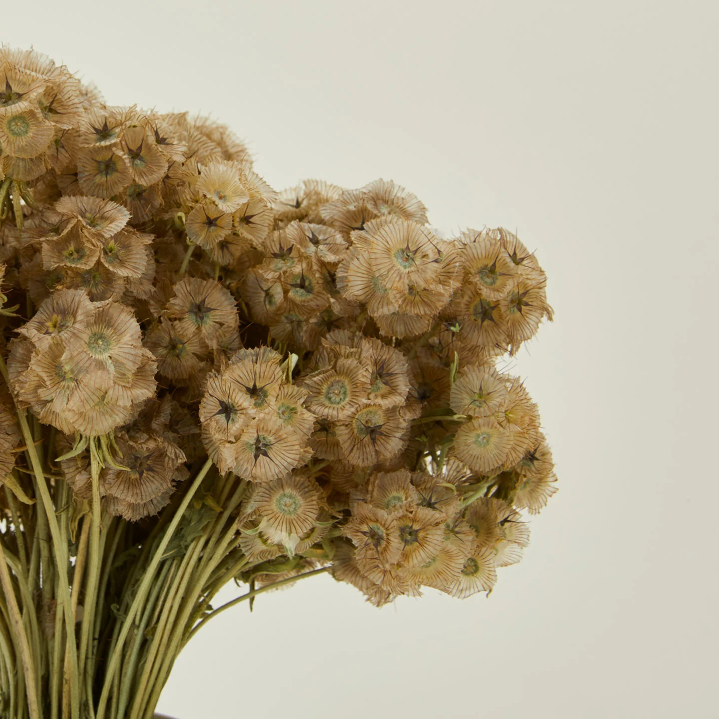 Dried Scabiosa Pods - Image 3