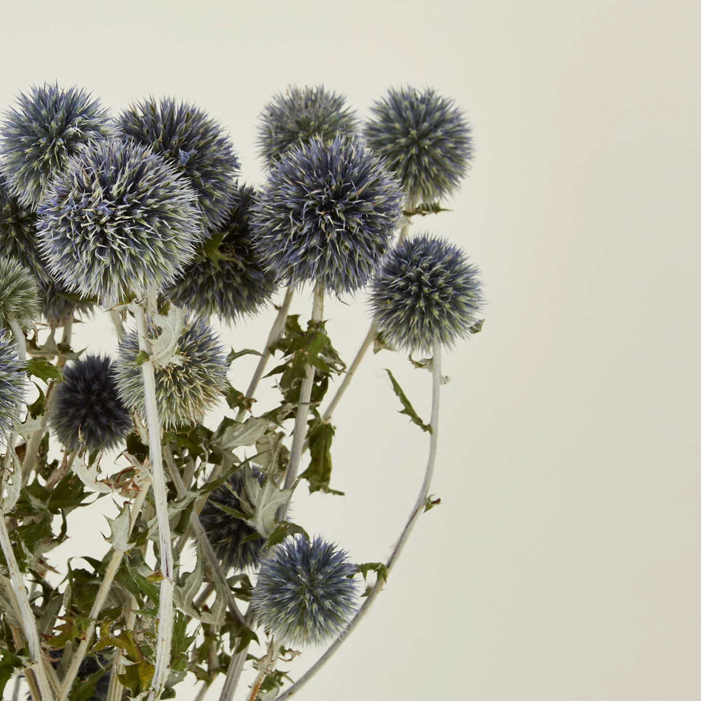 Dried Thistle - Image 3