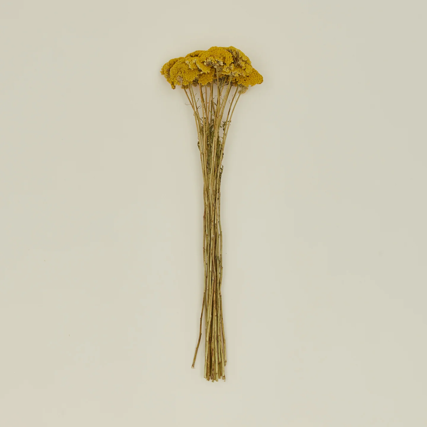 Dried Yarrow