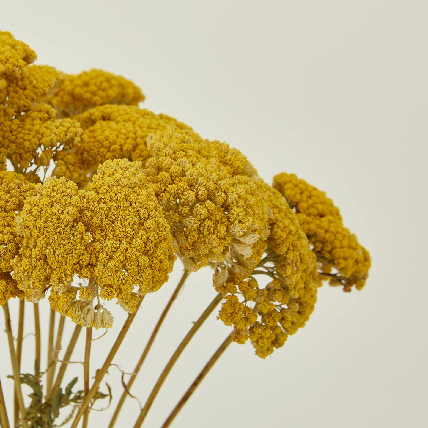 Dried Yarrow - Image 3