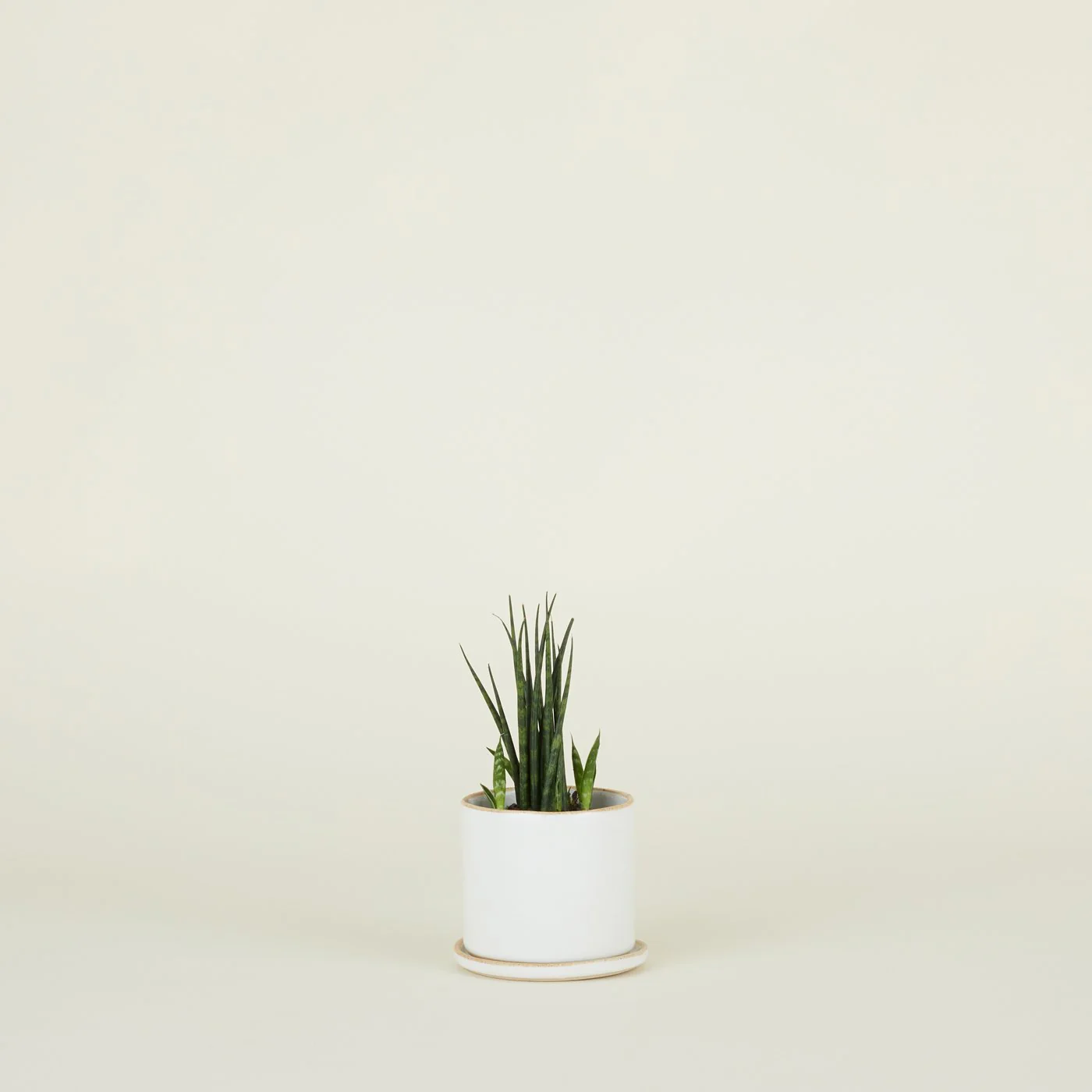 Minimal Planter - Image 4
