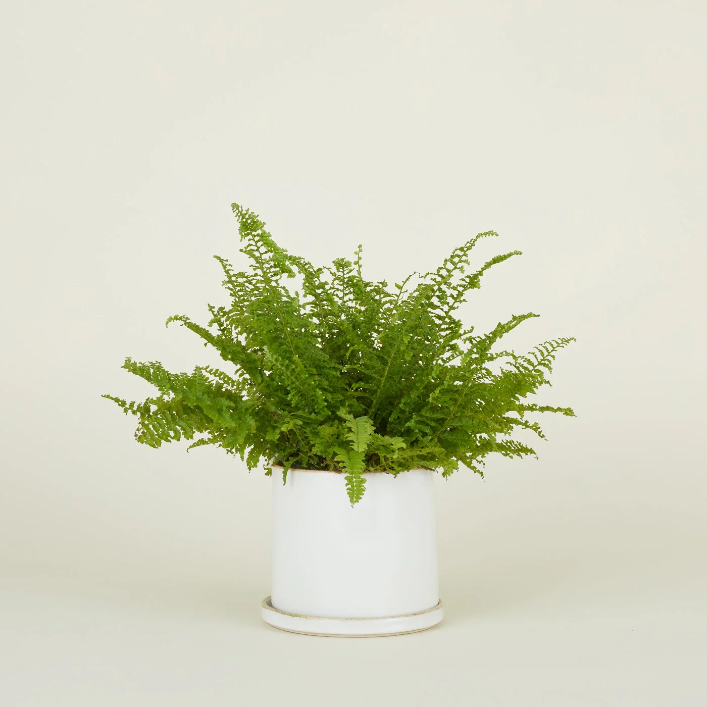 Minimal Planter - Image 5